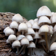 Illustration for article titled The Technology That Will Build Our Future May Be Found In Mushrooms